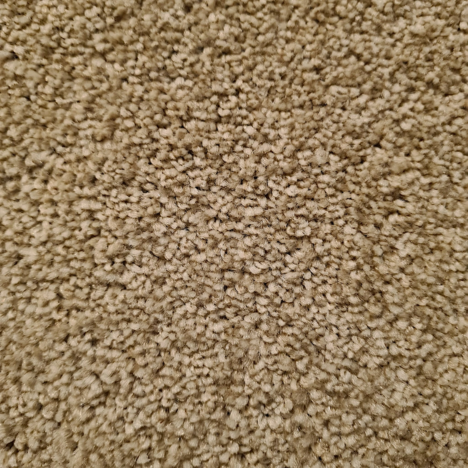 trinity sands -BISCUIT trinity sands -BISCUIT